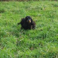 Tikki en pleine course