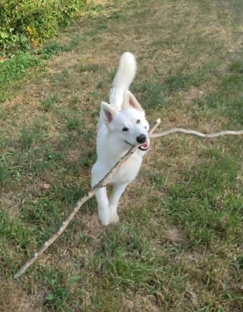 Aiko en balade
