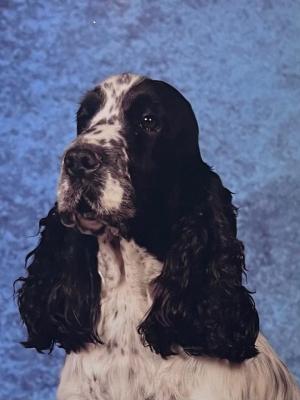 Chiens cocker spaniel anglais bc1dd708 bf81 aaa4 d54a 02054e884f65 min